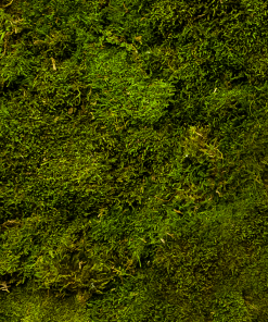 Moss och lava platt struktur