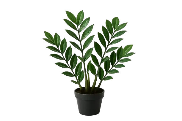 En Zamioculcas zamiifolia växt, även känd som garderobsblomma, står i en mörkgrå kruka. Växten har mörkgröna, glänsande blad på flera stjälkar.