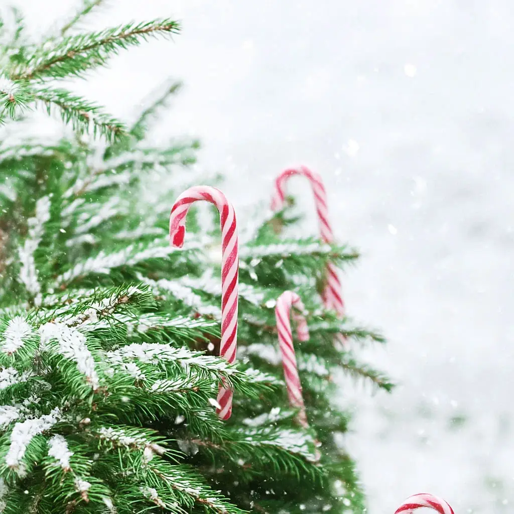 Närbild av ett grönskande barrträd dekorerat med röd- och vitrandiga polkagrisstänger, med snöflingor som faller i bakgrunden.